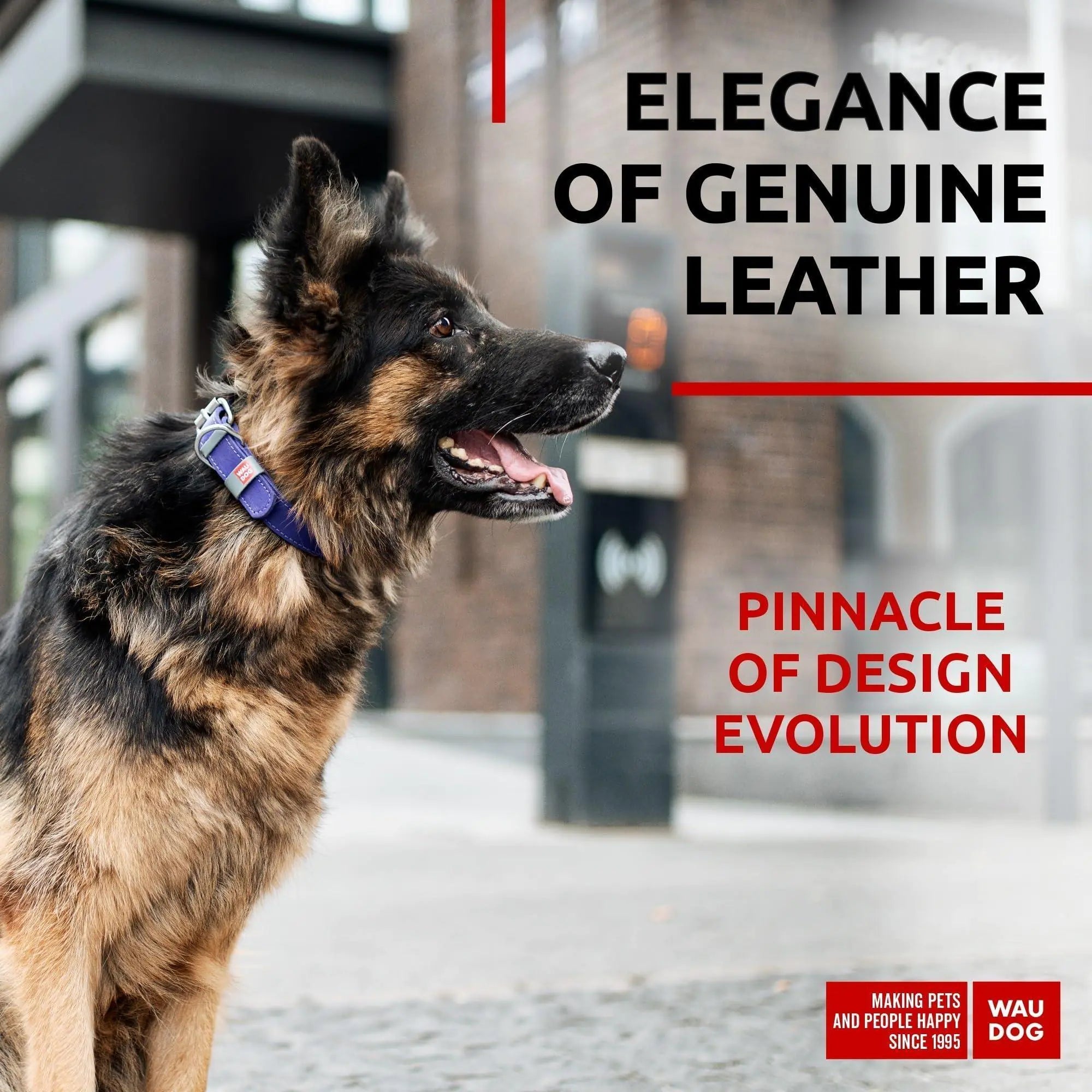 100% Genuine Leather Dog Collar – Durability Meets Style! - Animal Minds