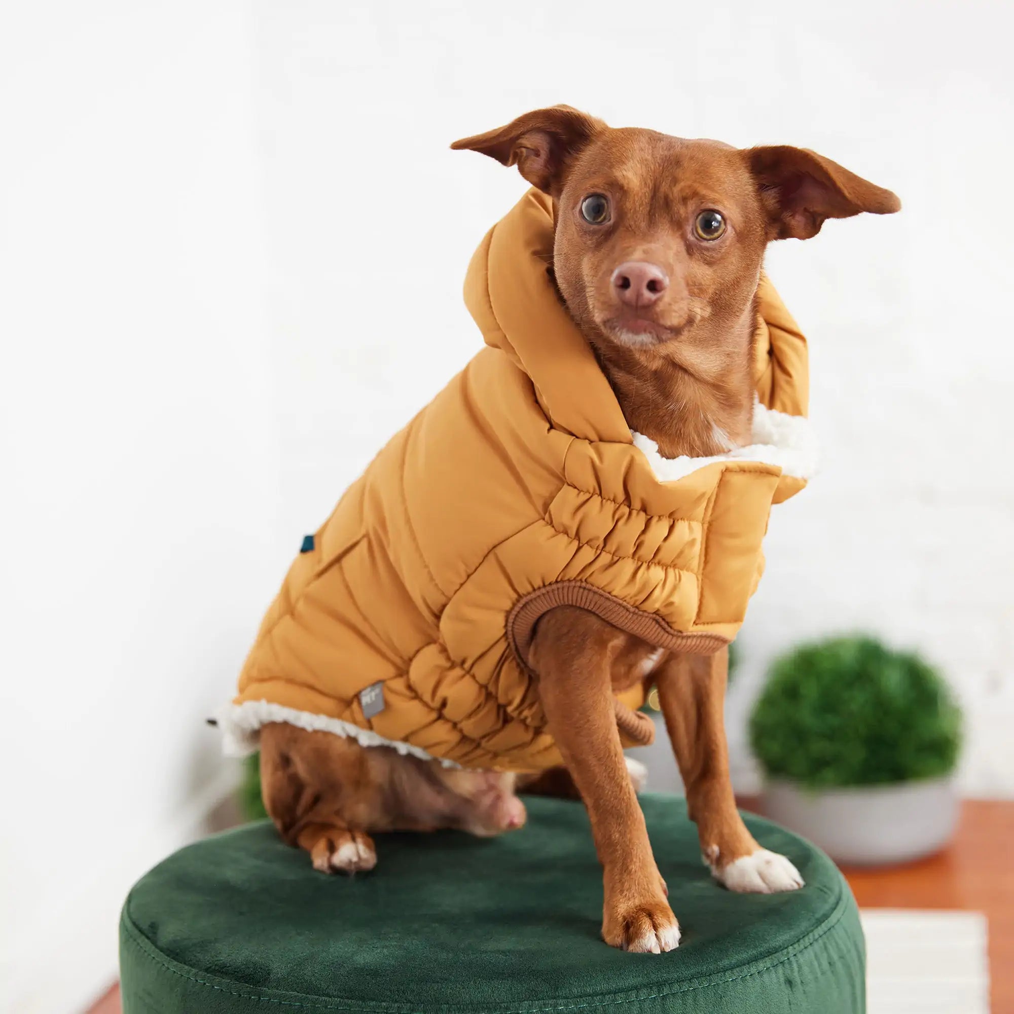 GF PET Elasto-FIT Super Puff Parka: Warm, Puffy, & Totally Gorgeous! 🐾💛