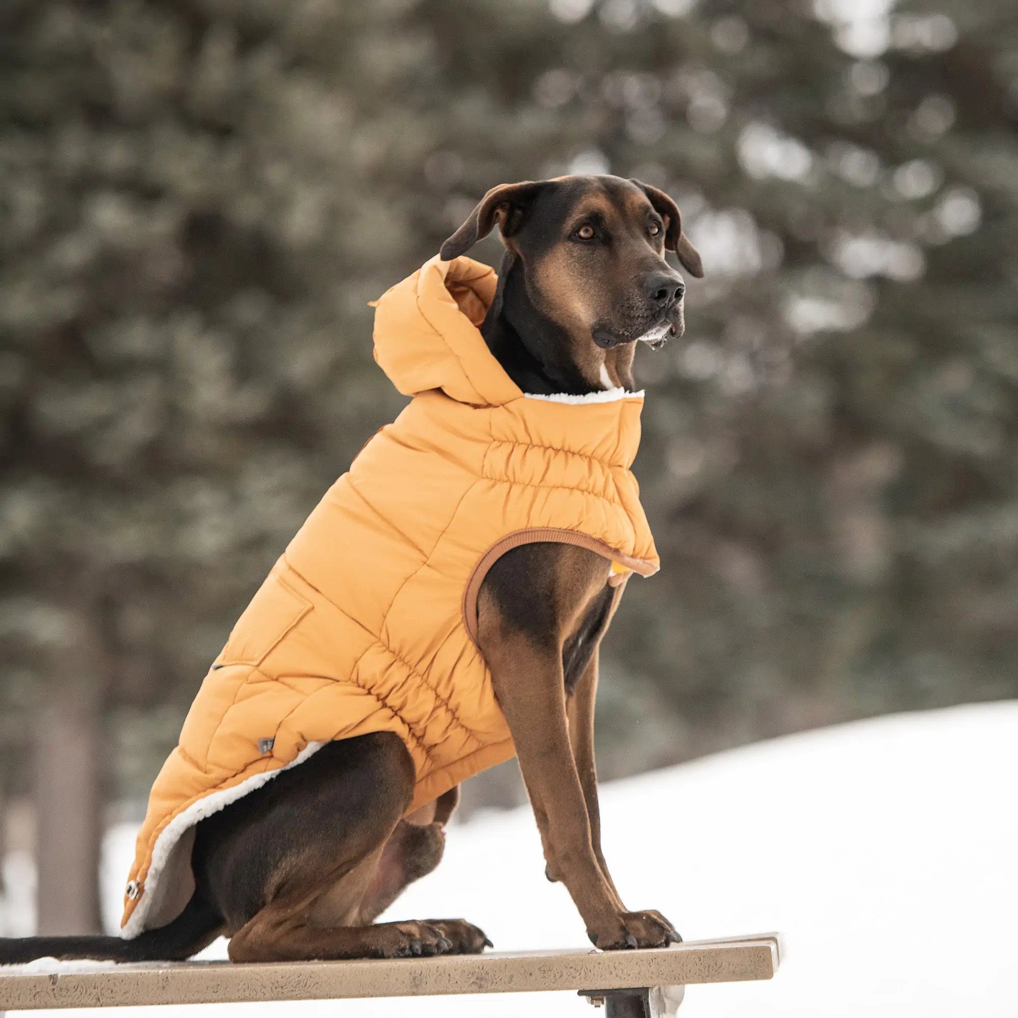 GF PET Elasto-FIT Super Puff Parka: Warm, Puffy, & Totally Gorgeous! 🐾💛