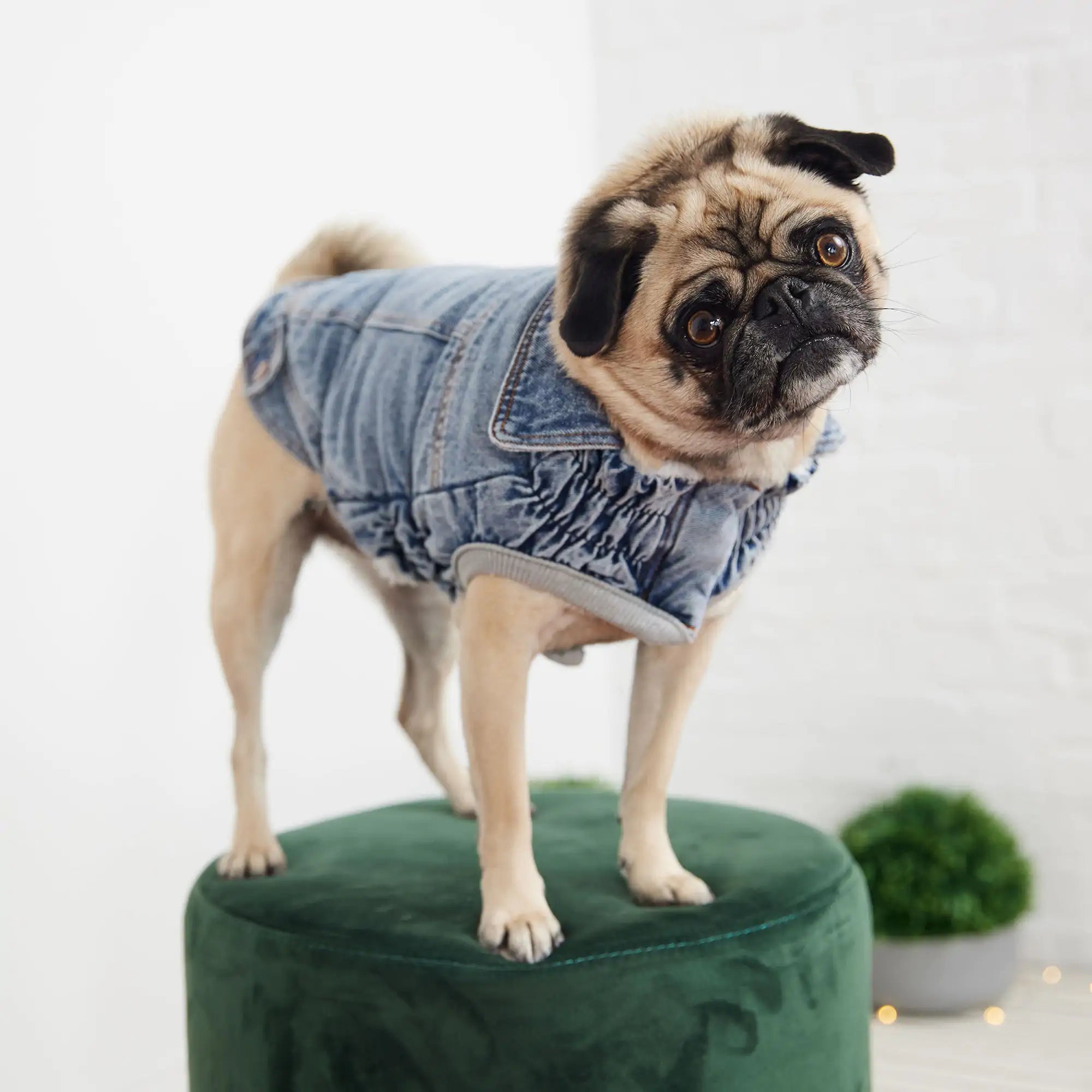 GF PET Elasto-FIT Light Wash Denim Jacket – For Pups with Attitude!