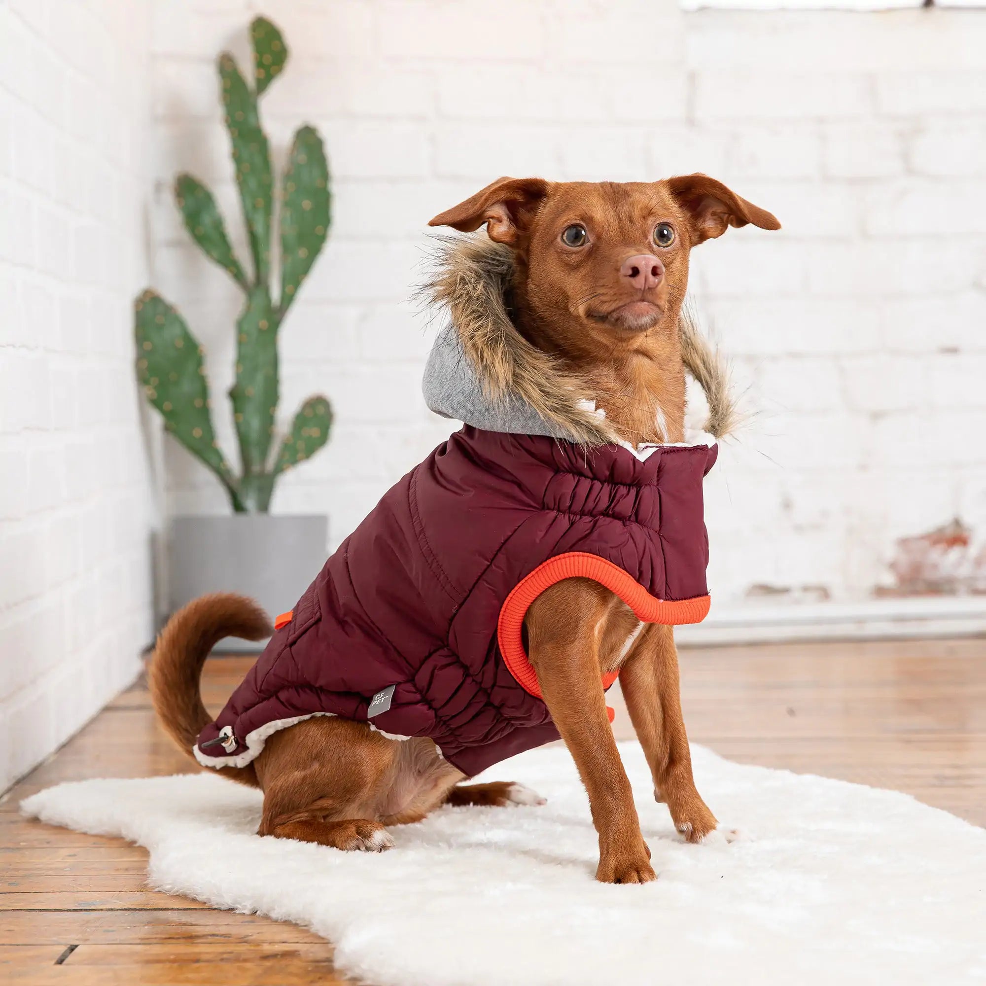 The Ultimate Winter Sailor Parka: Style & Warmth for Your Pup! 🐾❄️