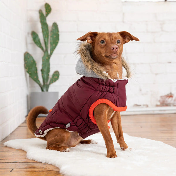 The Ultimate Winter Sailor Parka: Style &amp; Warmth for Your Pup! 🐾❄️