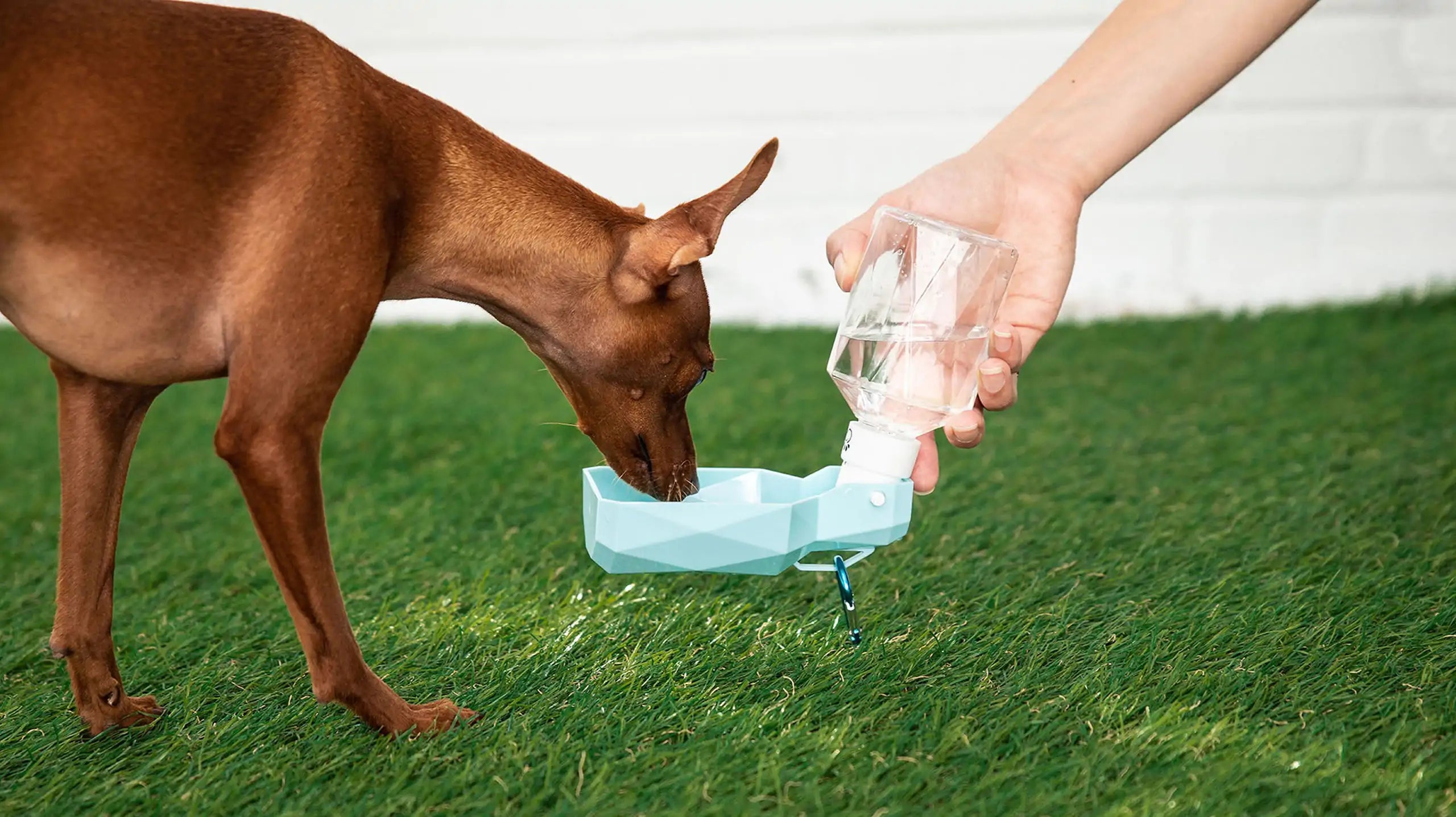 Keep Your Furry Friend Hydrated On-the-Go with the GF PET Water Bottle & Foldout Bowl!