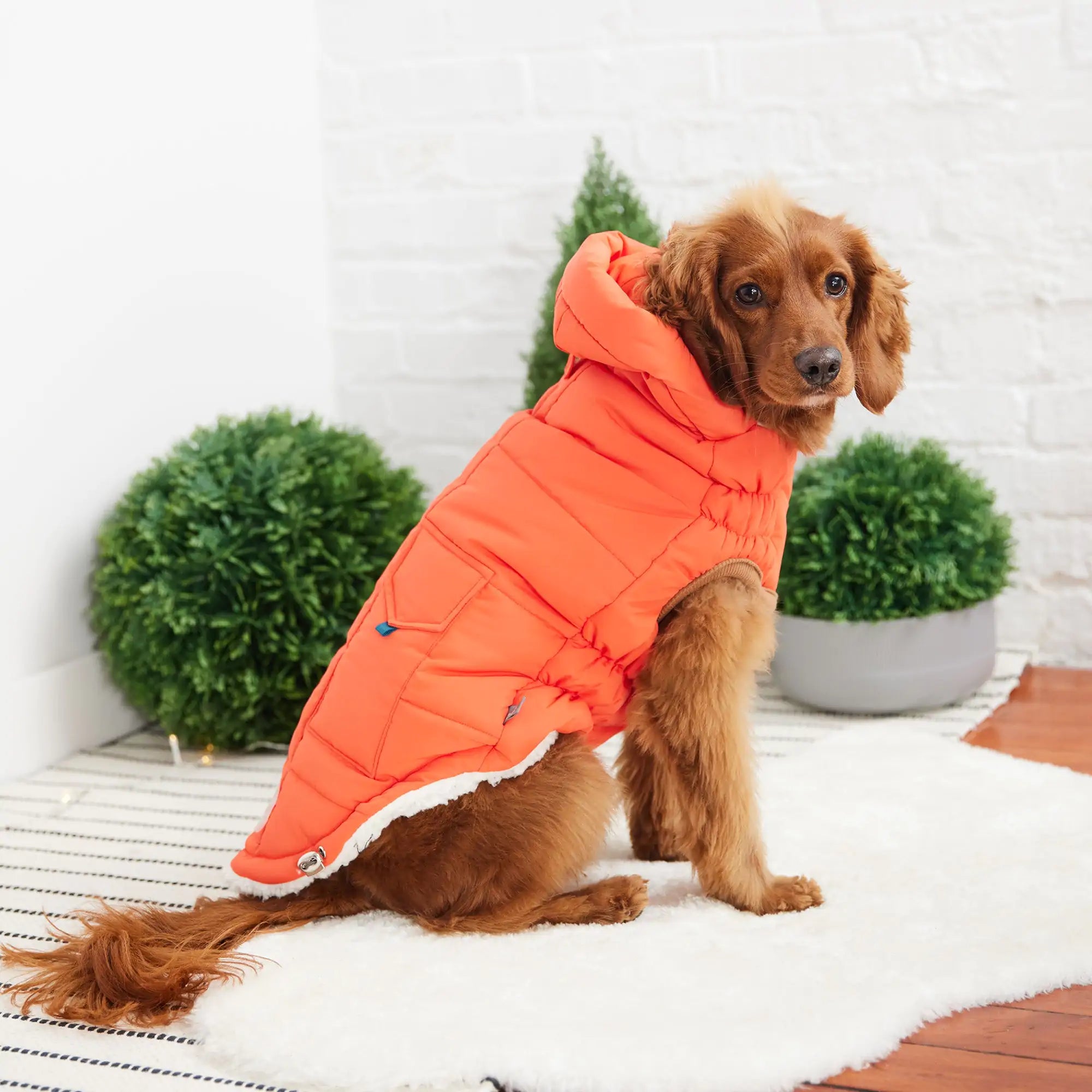 GF PET Elasto-FIT Super Puff Parka: Snuggle Up in Style! 🐾❄️