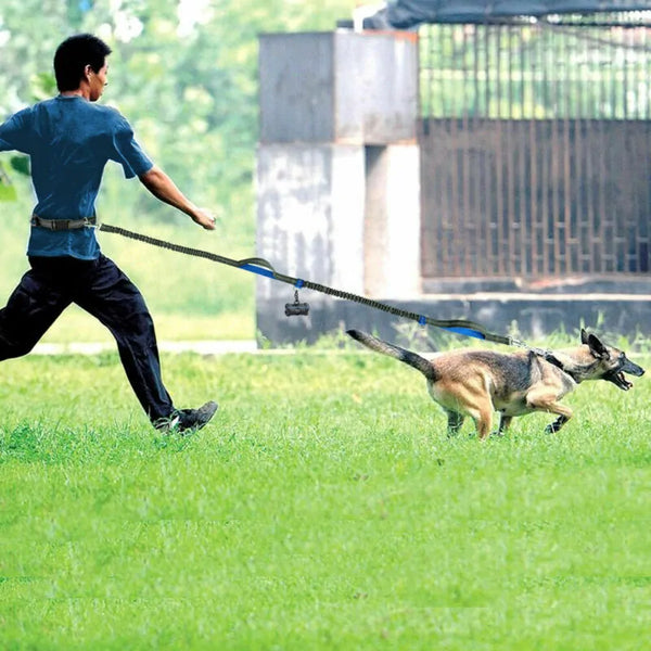 NEW Reflective Rope Pet Leashes – Walks Just Got a Whole Lot More Exciting!