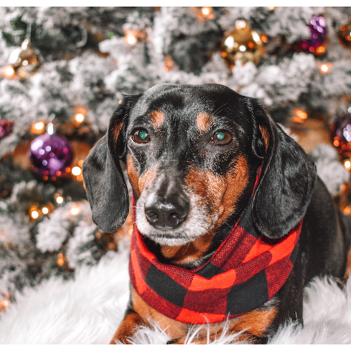 Matching Mommy & Me Scarves: Twinning with Your Pup!