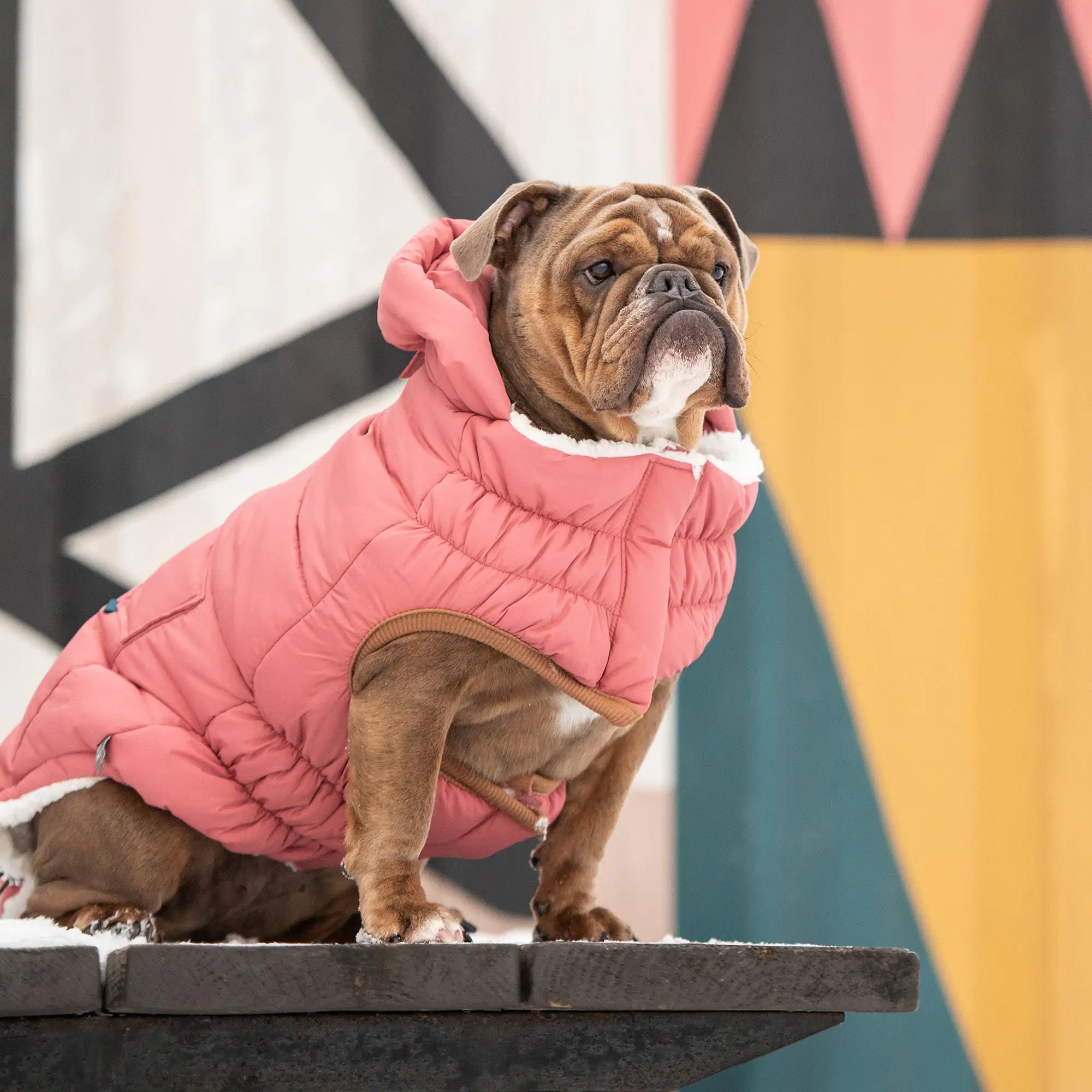 GF PET Elasto-FIT Super Puff Parka: Luxurious Warmth & Style! 🐾❄️