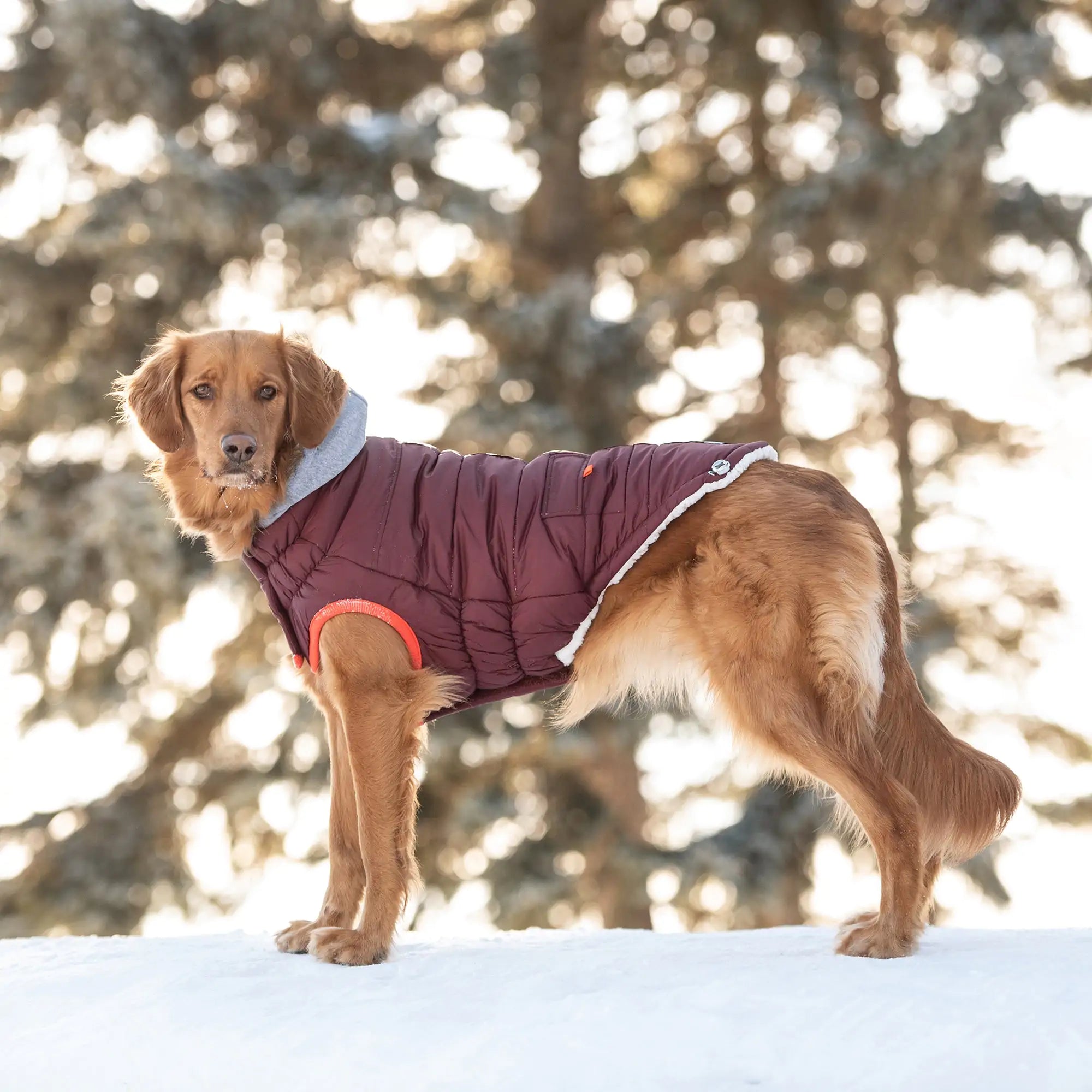 The Ultimate Winter Sailor Parka: Style & Warmth for Your Pup! 🐾❄️