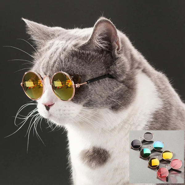 Pet Sunglasses – Because Your Pet Deserves to Be the Coolest on the Block!