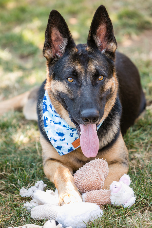 Paw-some Plush Toy Set – 6 Squeaky Sidekicks for Your Pup’s Adventures!