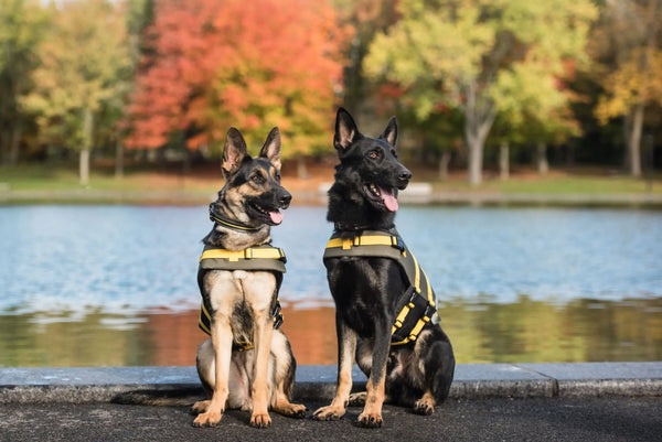 Official US Army® Pet Life Vest: Safety Meets Style!