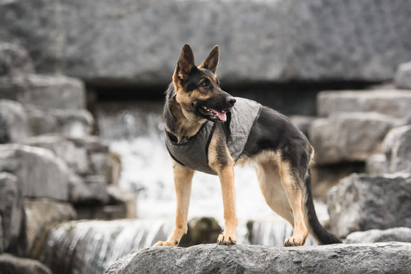 US Army® Dog Cooling Vest – Keep Your Pup Cool & Mission Ready!