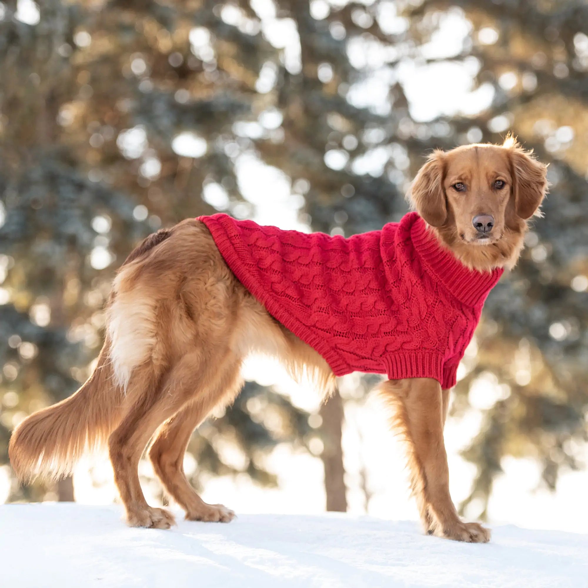 GF PET Chalet Sweater – For Pups Who Slay the Cozy Game